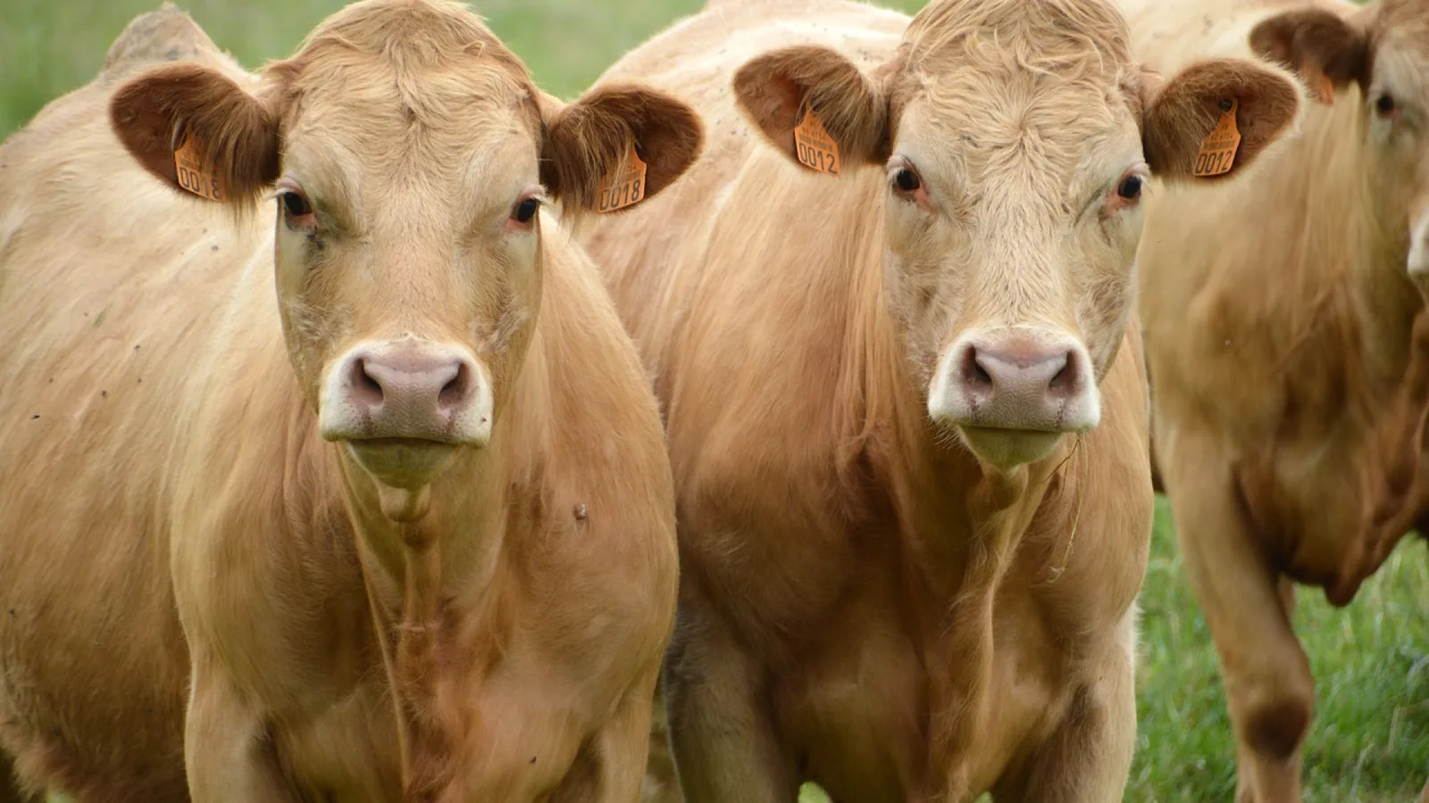 Simplifier la vie des éleveurs avec du bon matériel