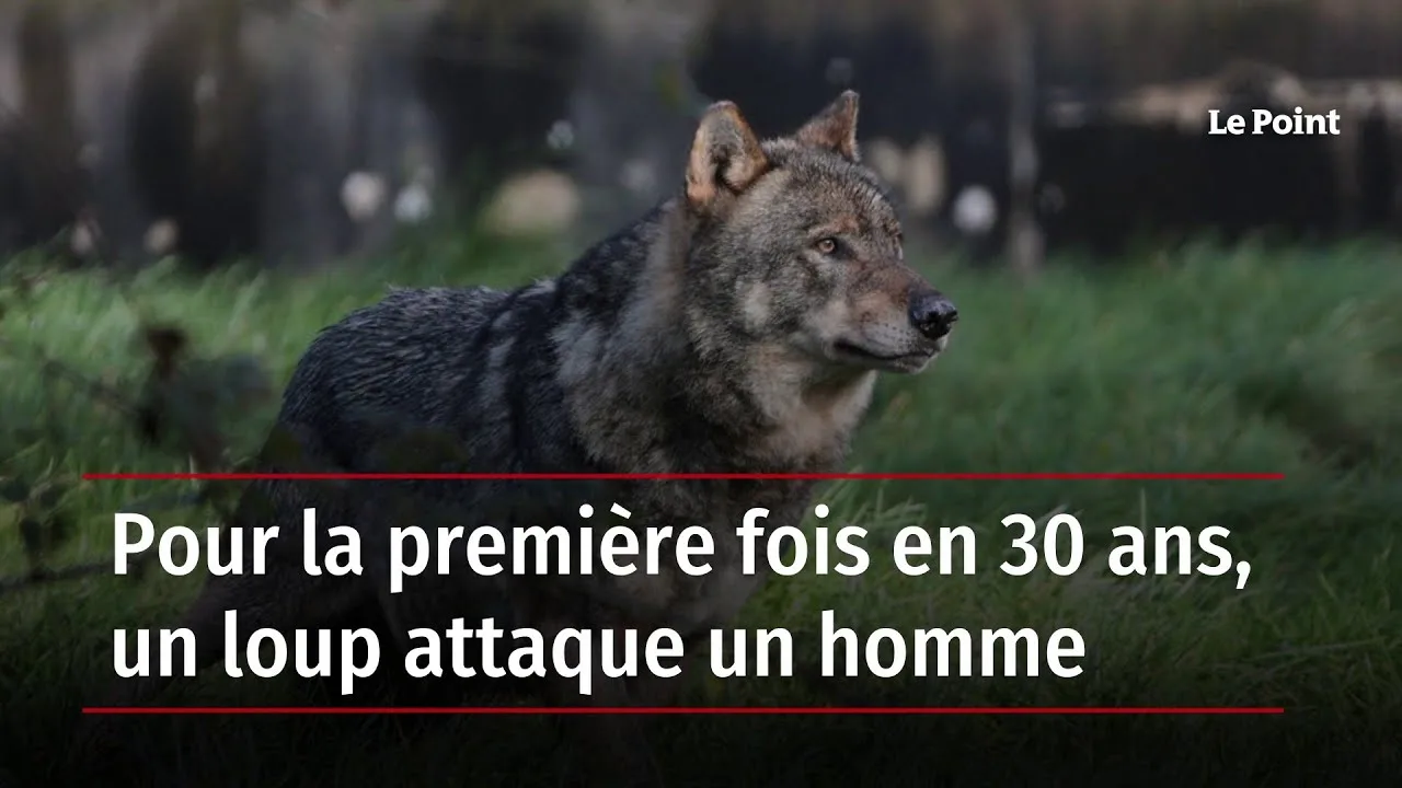 Conducteur condamné après avoir tenté d’écraser un loup